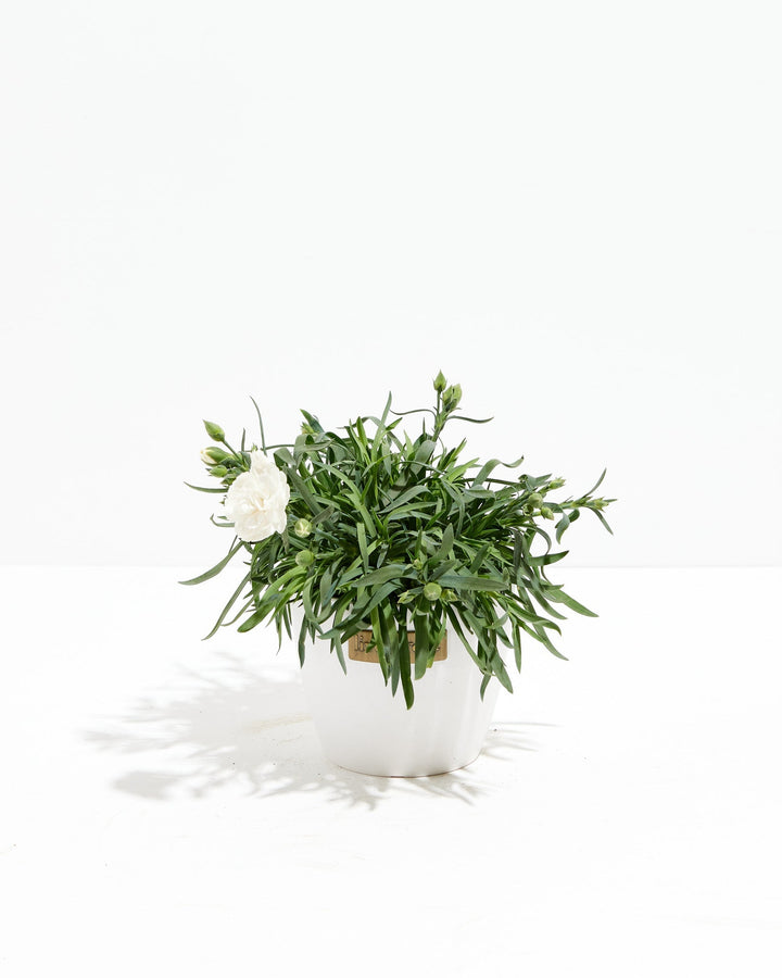 Mini Snow White  Super Trouper Carnation