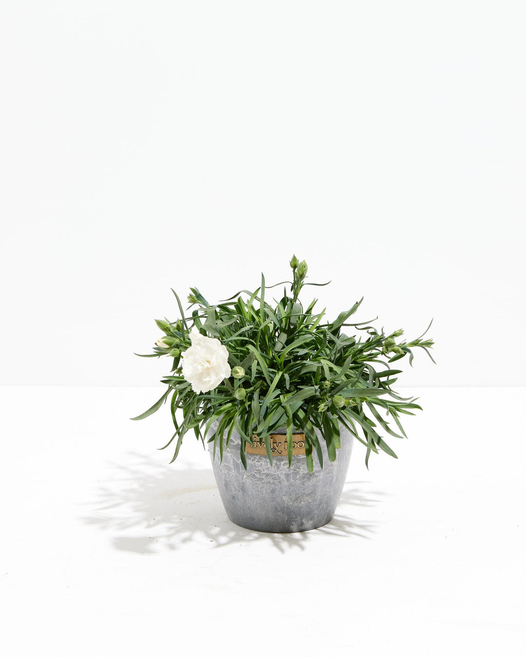 Mini Snow White  Super Trouper Carnation
