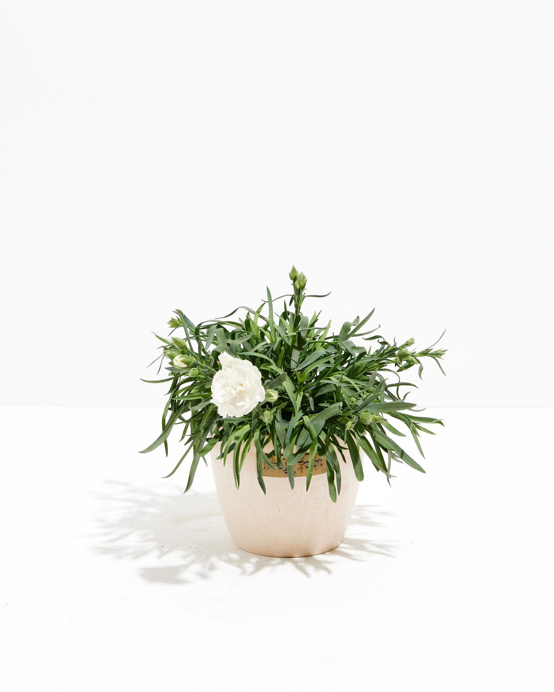 Mini Snow White  Super Trouper Carnation