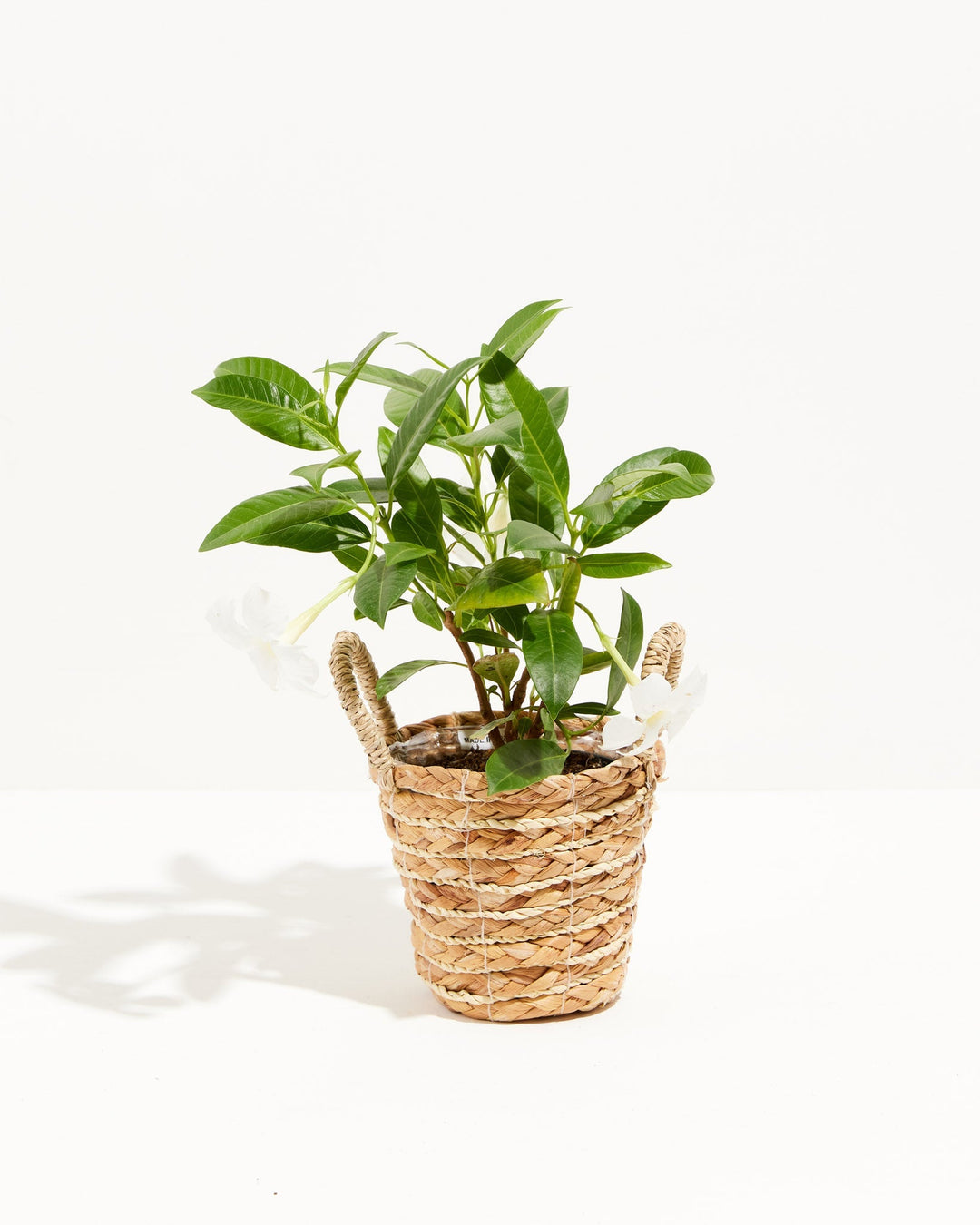 Mandevilla White