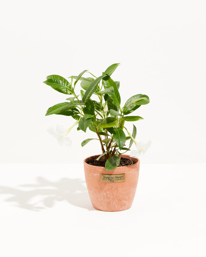 Mandevilla White