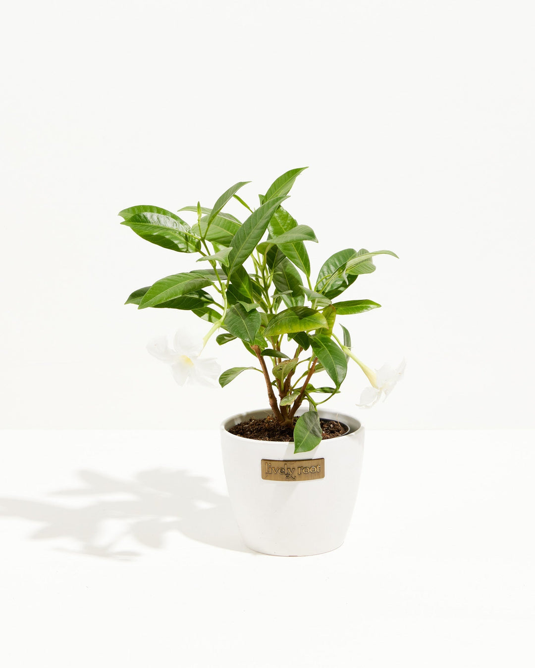 Mandevilla White