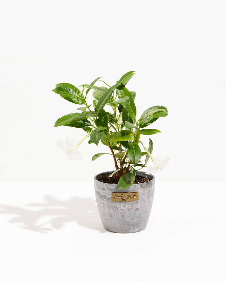 Mandevilla White