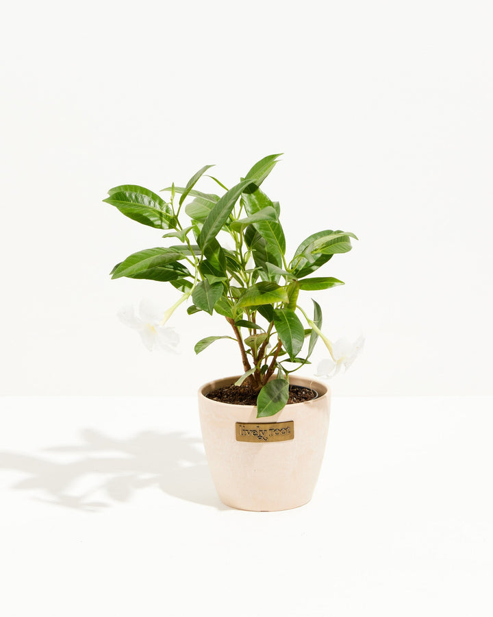 Mandevilla White