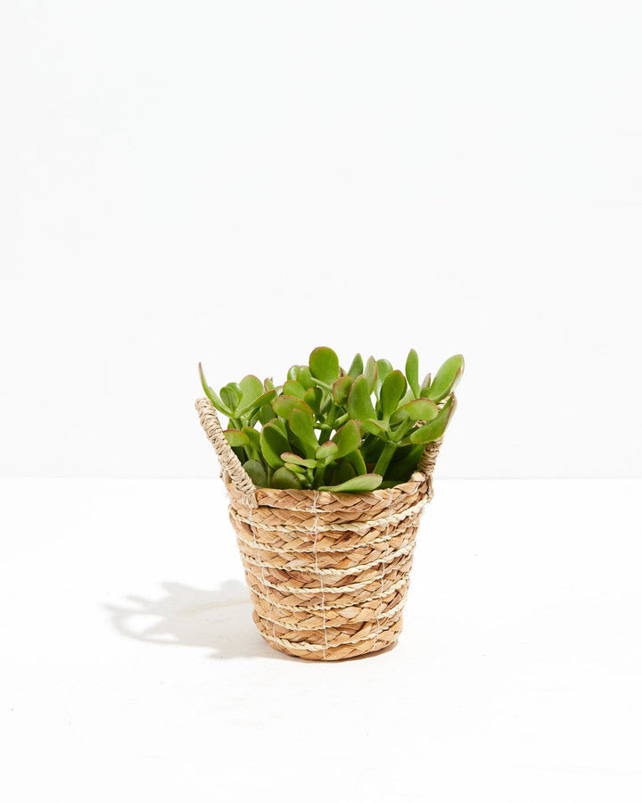 Jade Plant (Crassula ovata) with thick green succulent leaves in a woven seagrass basket planter on a white background