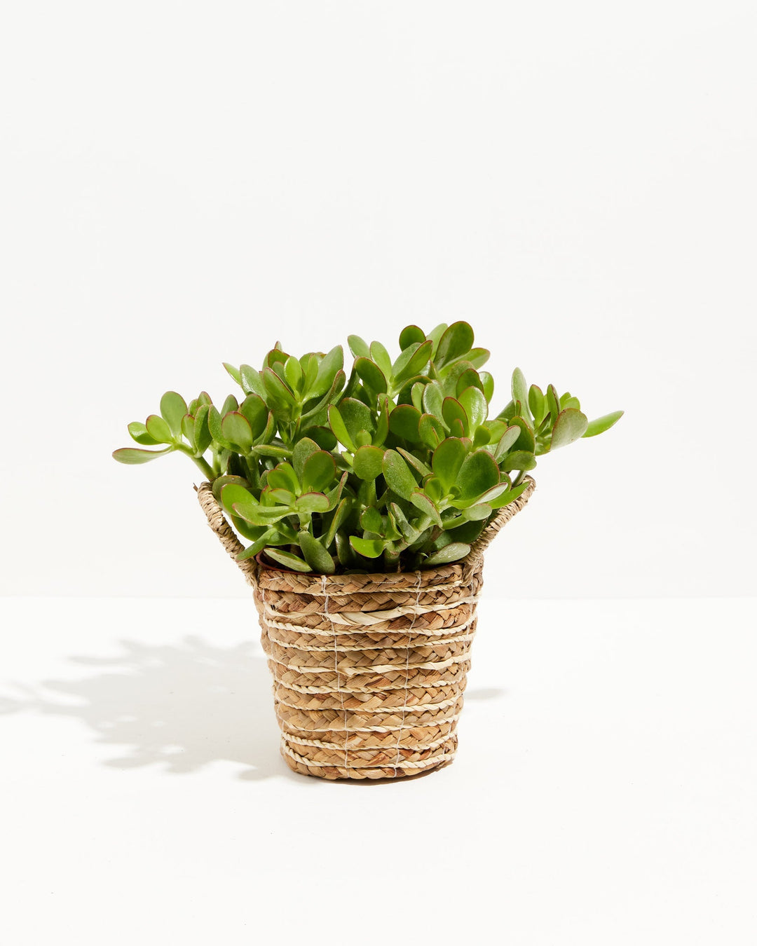 Medium Jade Plant (Crassula ovata) in a 6-inch woven seagrass basket planter with full glossy green succulent foliage and red-tinged leaf edges