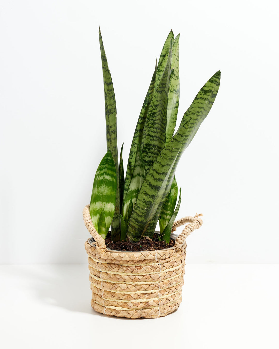 Black Coral Snake Plant