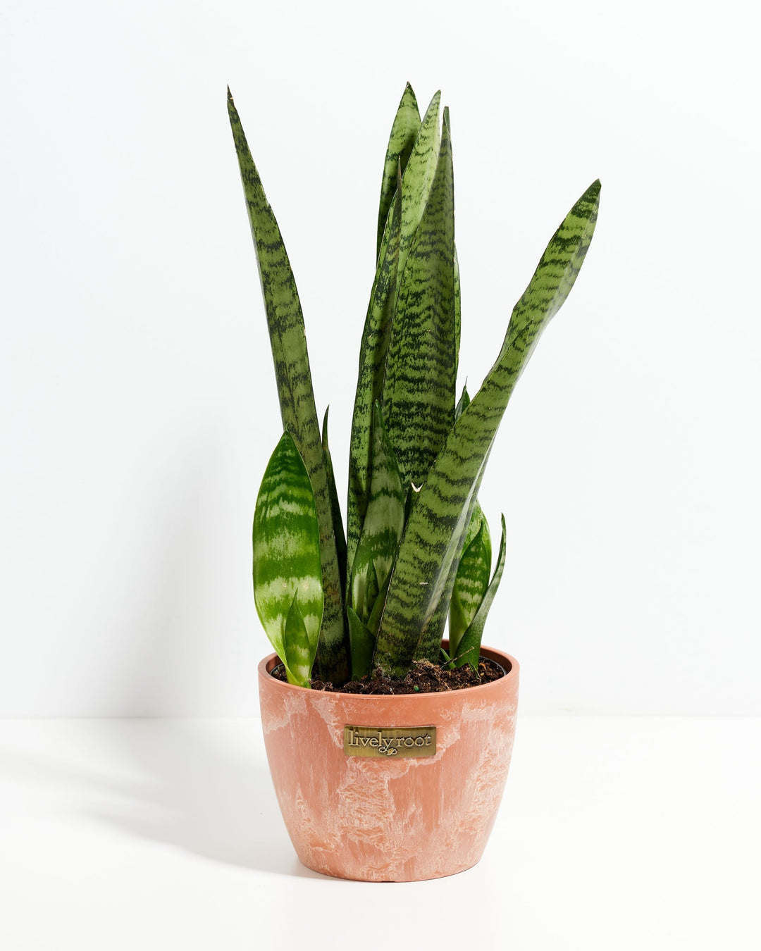 Black Coral Snake Plant