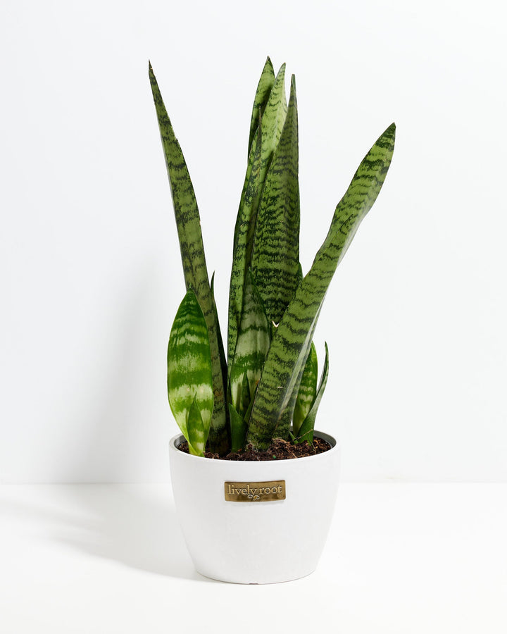 Black Coral Snake Plant