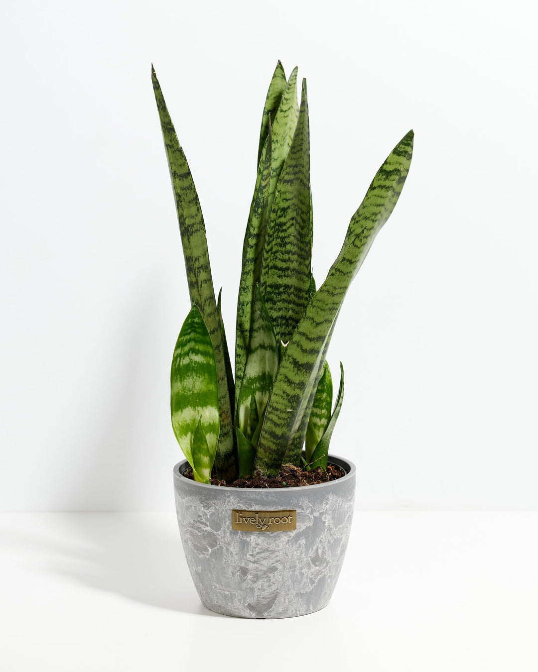 Black Coral Snake Plant