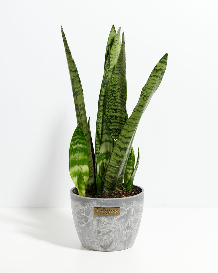 Black Coral Snake Plant