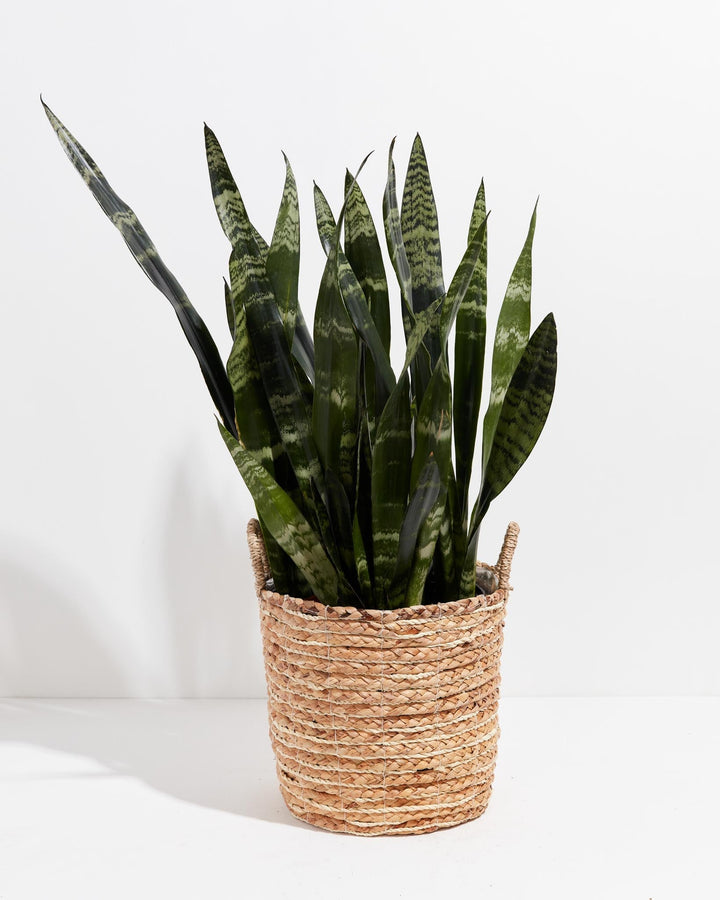 Black Coral Snake Plant