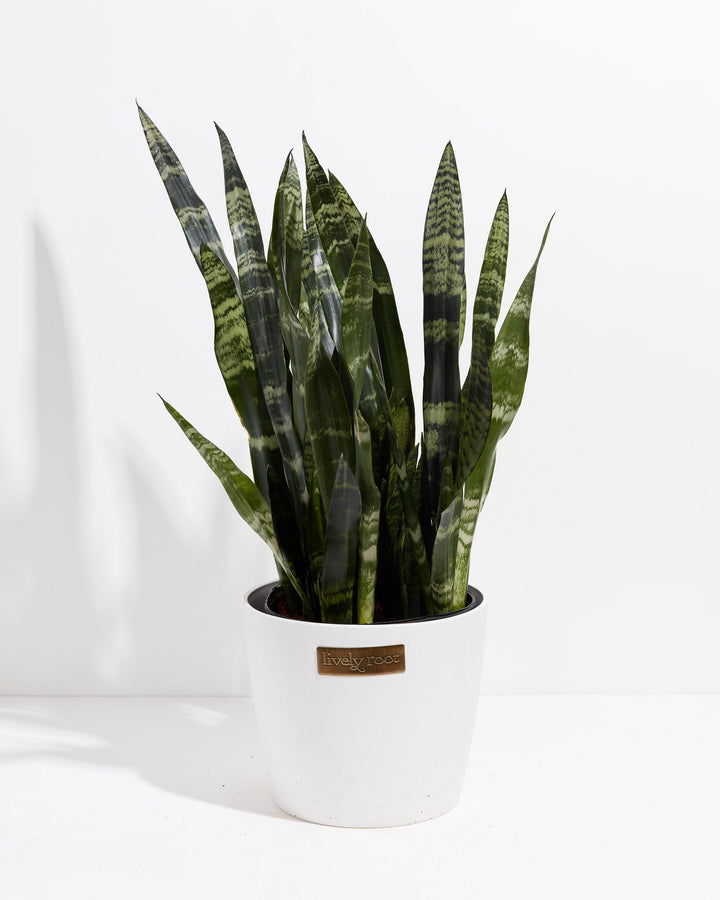 Black Coral Snake Plant