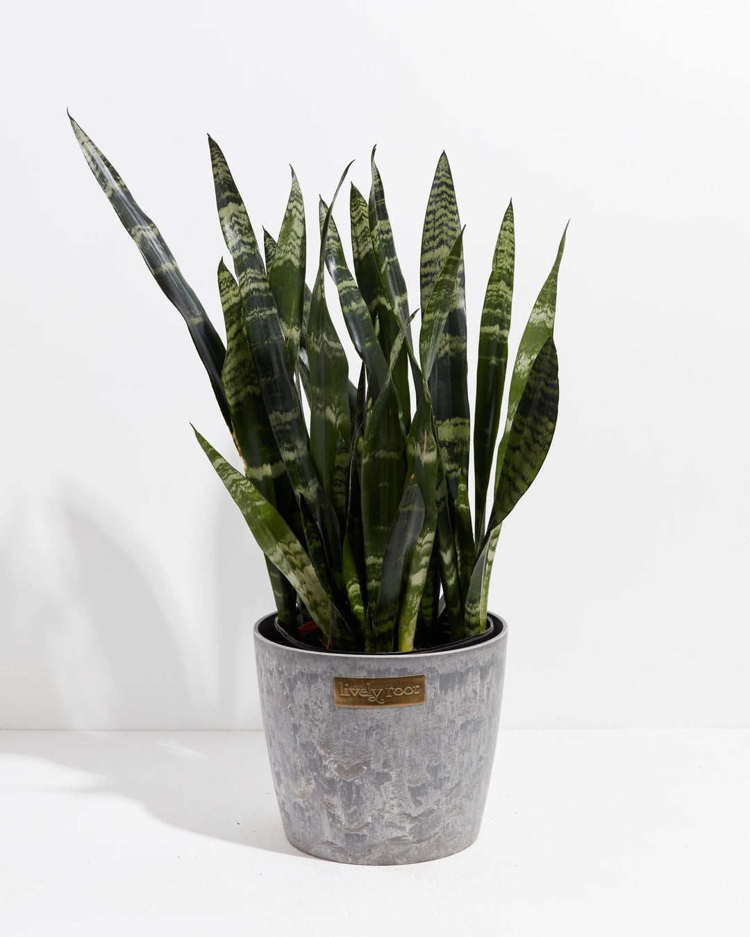 Black Coral Snake Plant