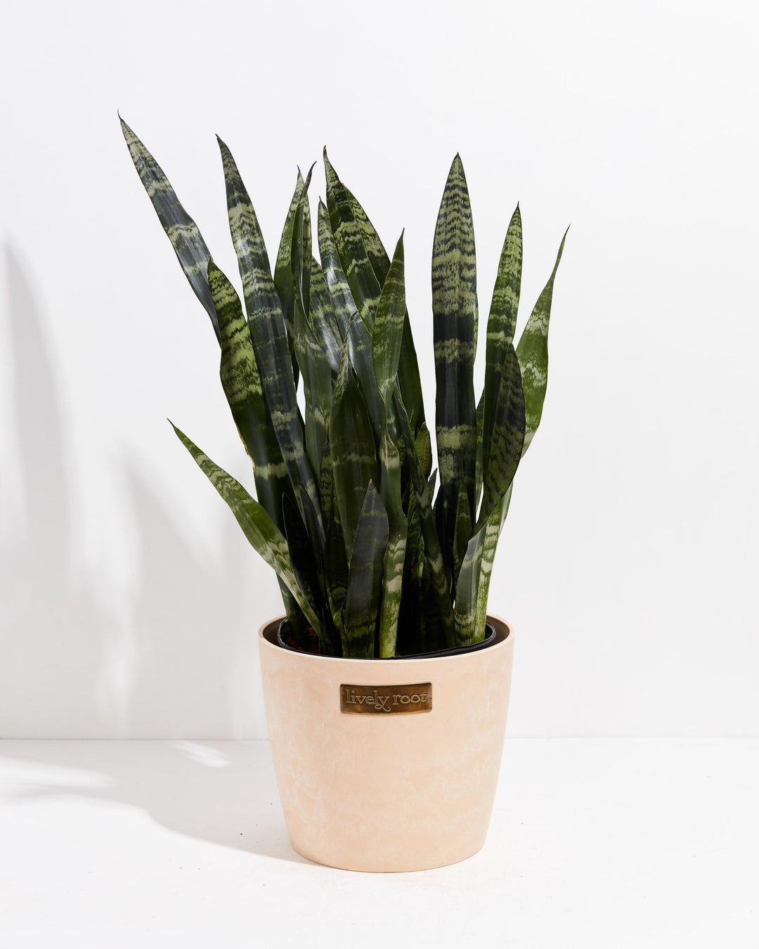 Black Coral Snake Plant