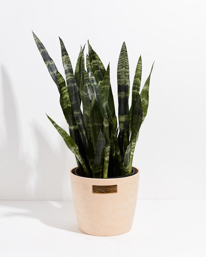 Black Coral Snake Plant