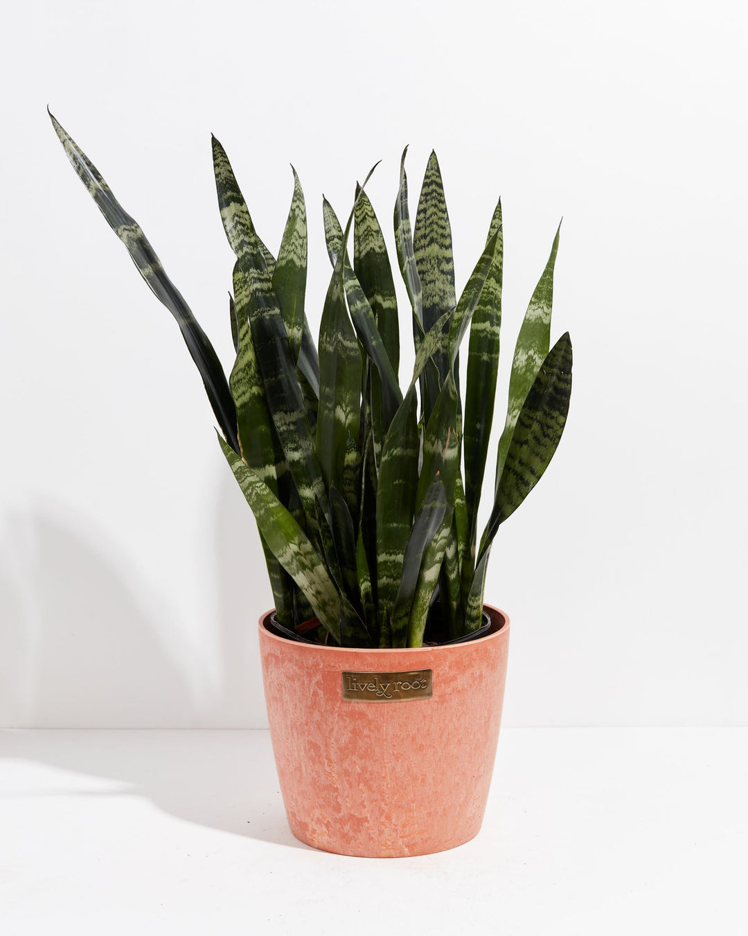 Black Coral Snake Plant