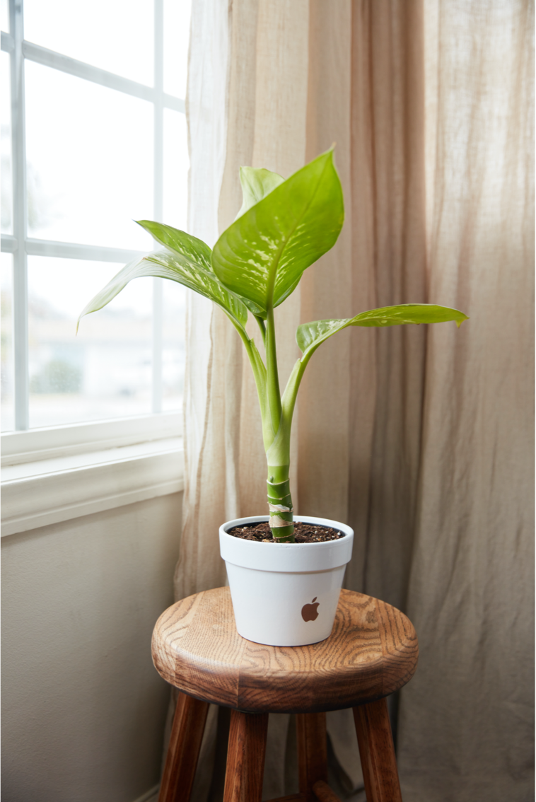 Lively Root Personalized Pots
