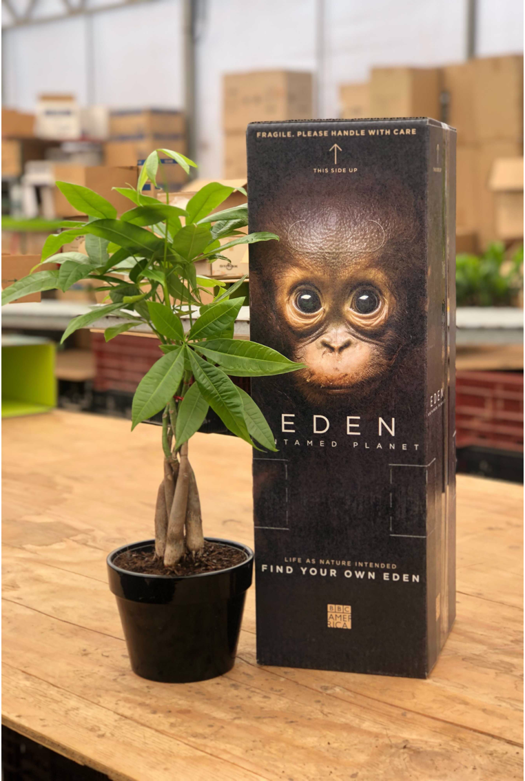 Lively Root Personalized Box and Planter