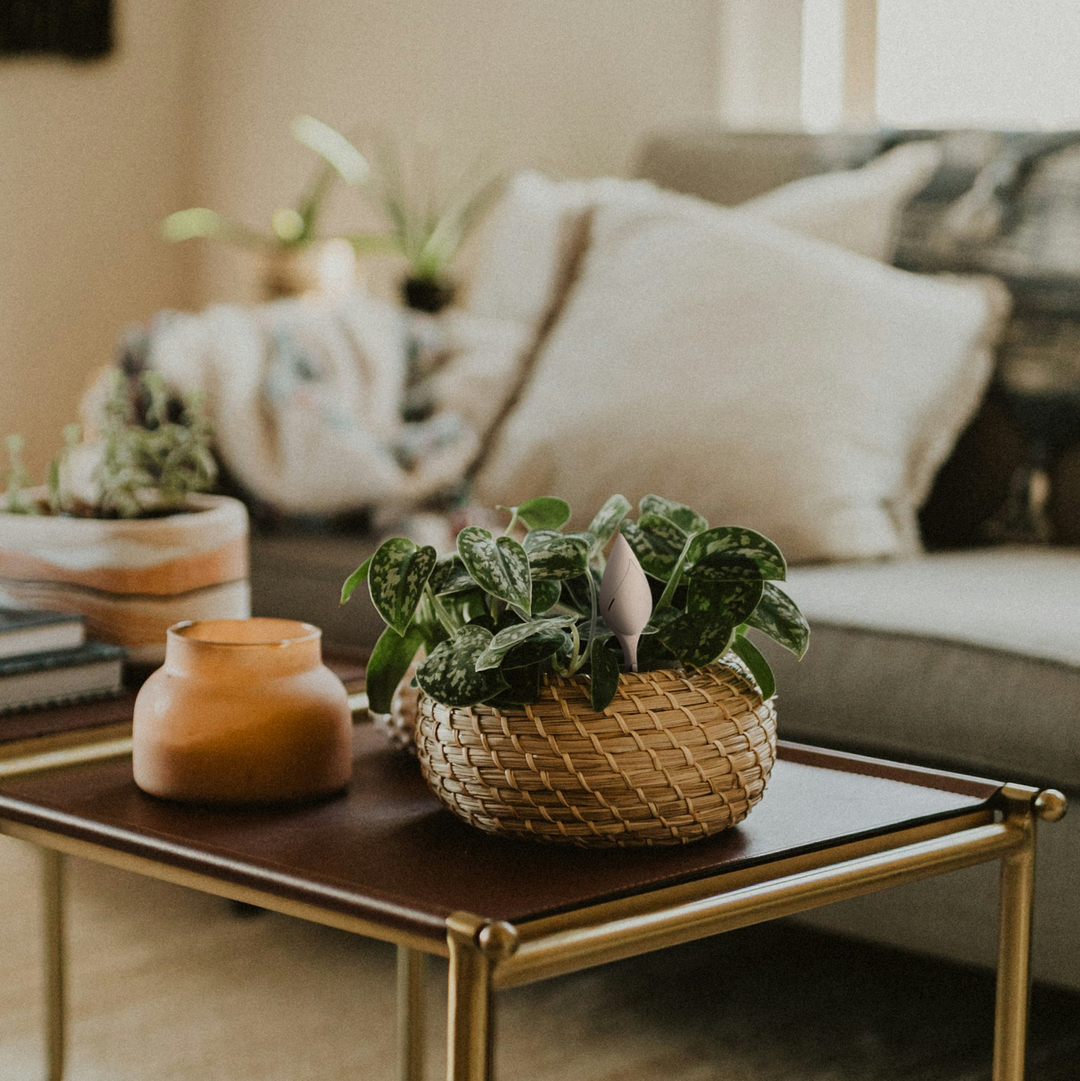 Leaflet Plant Monitor blush pink teardrop soil sensor inserted into a woven rattan basket planter with silver-spotted pothos foliage on a gold-framed leather coffee table in a cozy neutral living room setting