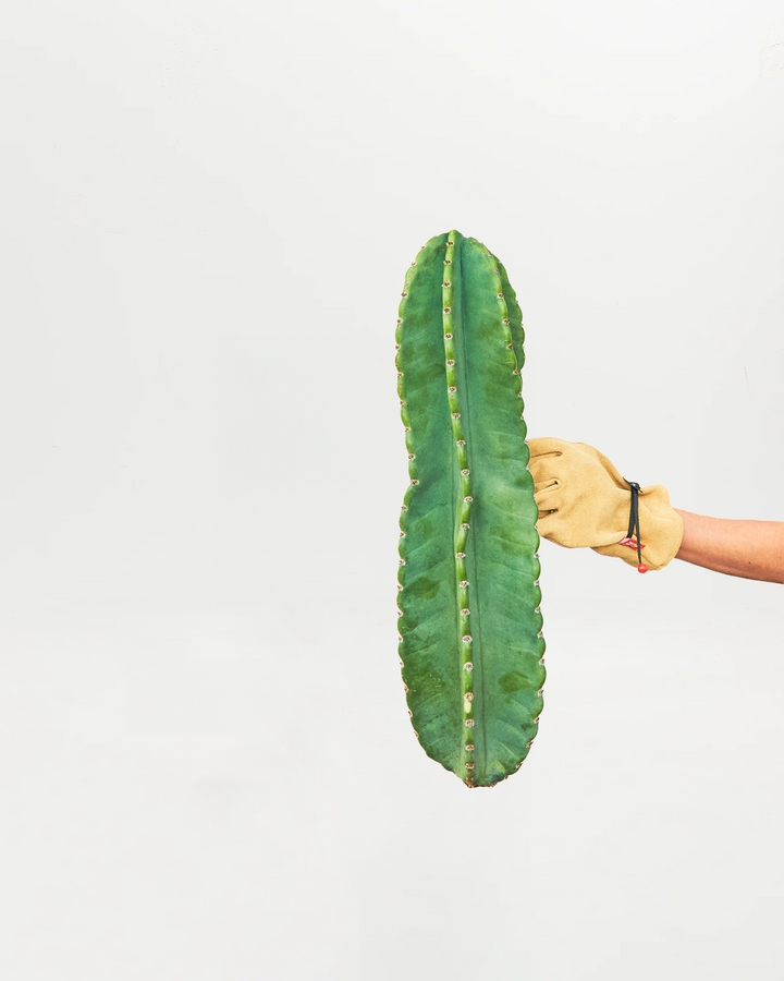 Two-foot Peruvian Apple Cactus displaying characteristic ridged columnar silhouette with cream-colored spines arranged in evenly-spaced rows. Sculptural drought-tolerant succulent perfect for living rooms, offices, and minimalist décor, requiring minimal watering and thriving in bright indoor or outdoor conditions.