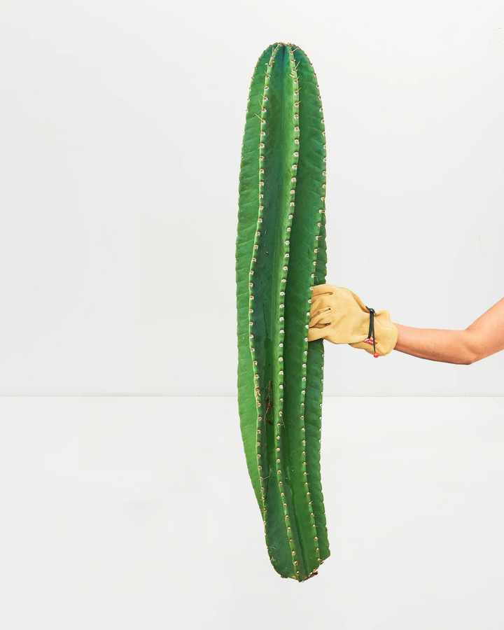 Tall columnar Peruvian Apple Cactus with smooth ridged green body and golden spine rows in uniform pattern. Statement-making architectural cactus ideal for floor-standing displays, contemporary interiors, and gardeners seeking dramatic vertical specimens with edible fruit potential and exceptional air-purifying qualities.
