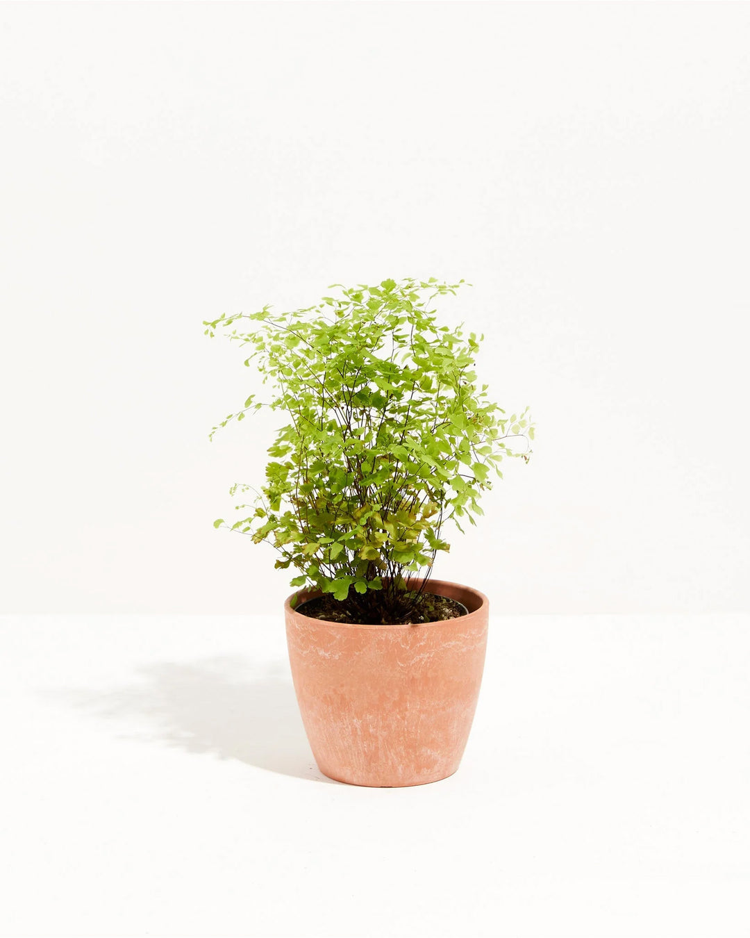 A bushy Maidenhair Fern with wiry black stems and fan-shaped leaflets fills a terracotta chai pot.