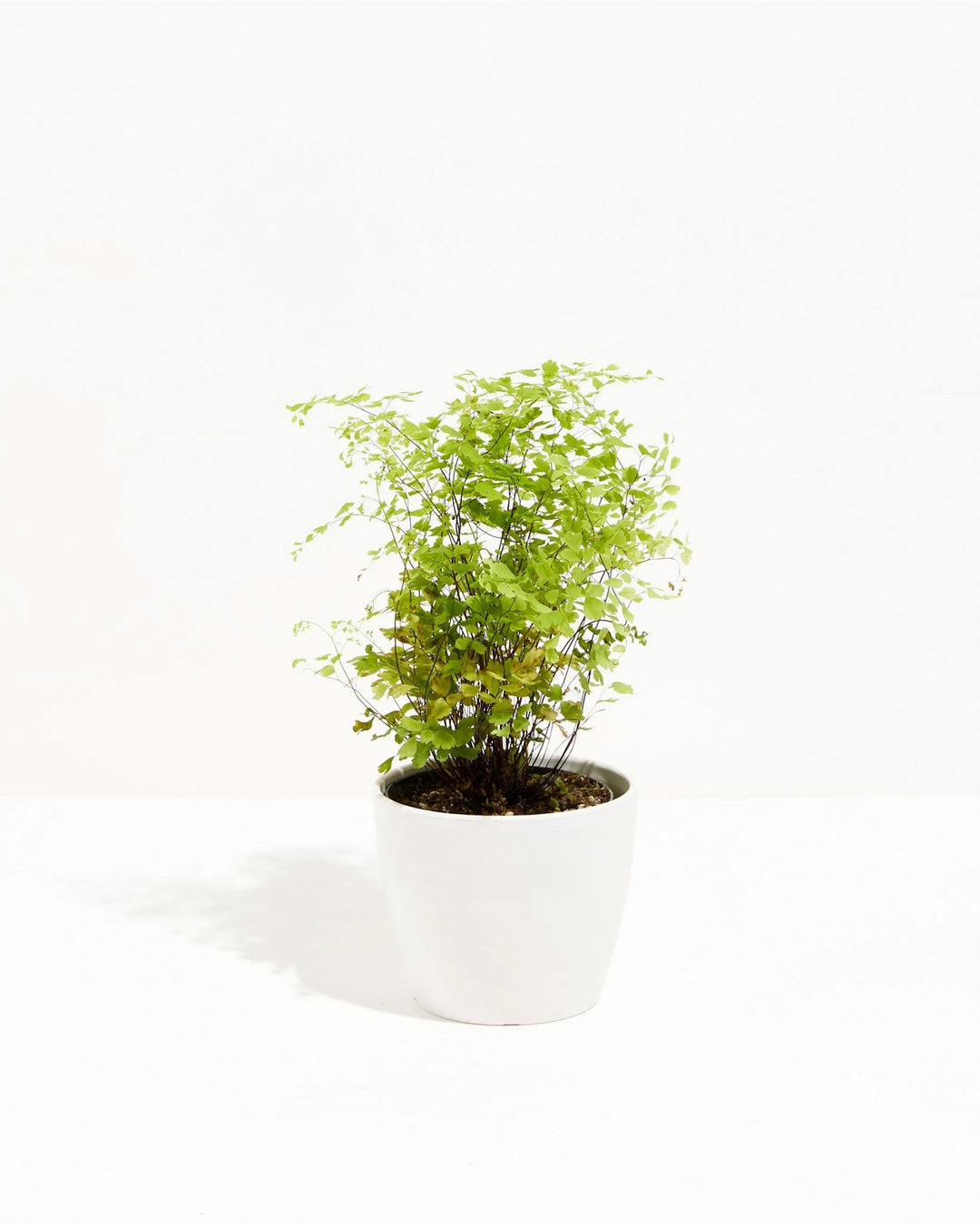 Light and airy, the Maidenhair Fern's bright green fronds spill gracefully from a neutral coco pot.
