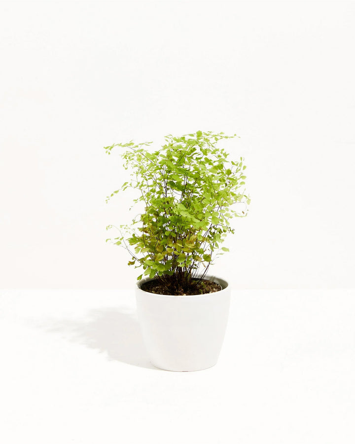 Light and airy, the Maidenhair Fern's bright green fronds spill gracefully from a neutral coco pot.