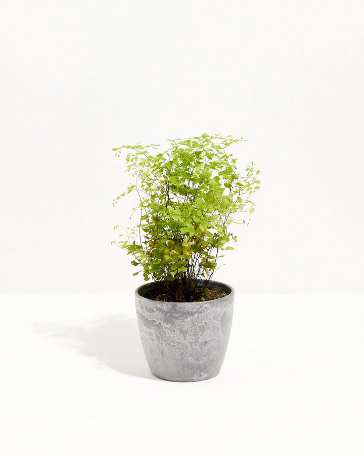 This Maidenhair Fern shows off its signature delicate, fluttering leaves in an earl grey pot.