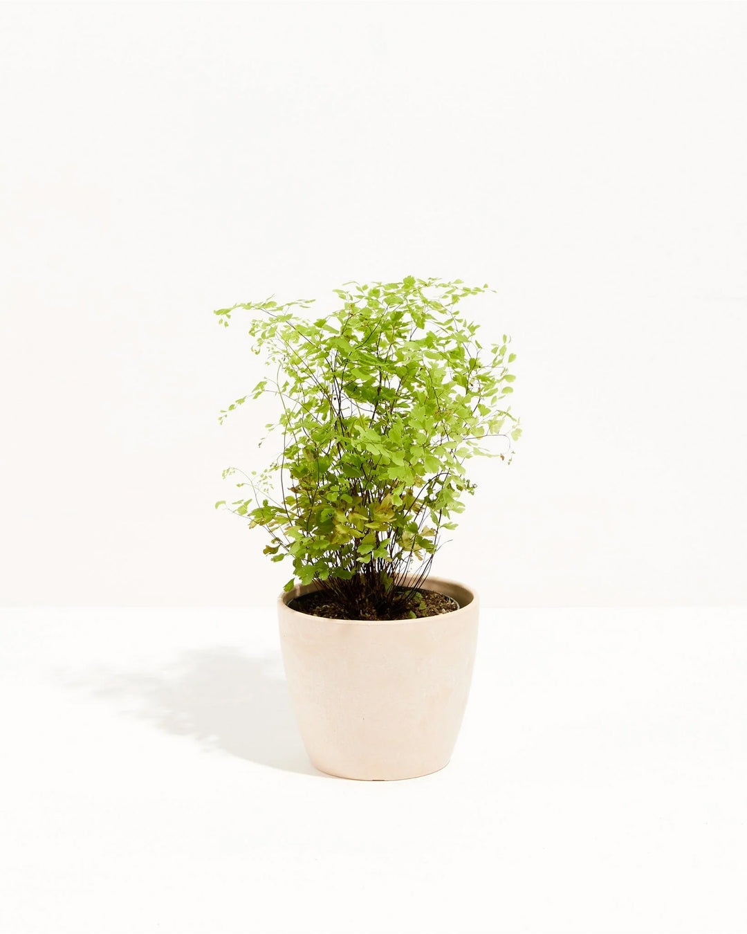 The Maidenhair Fern's feathery chartreuse foliage brings airy texture to a soft macaron pot.