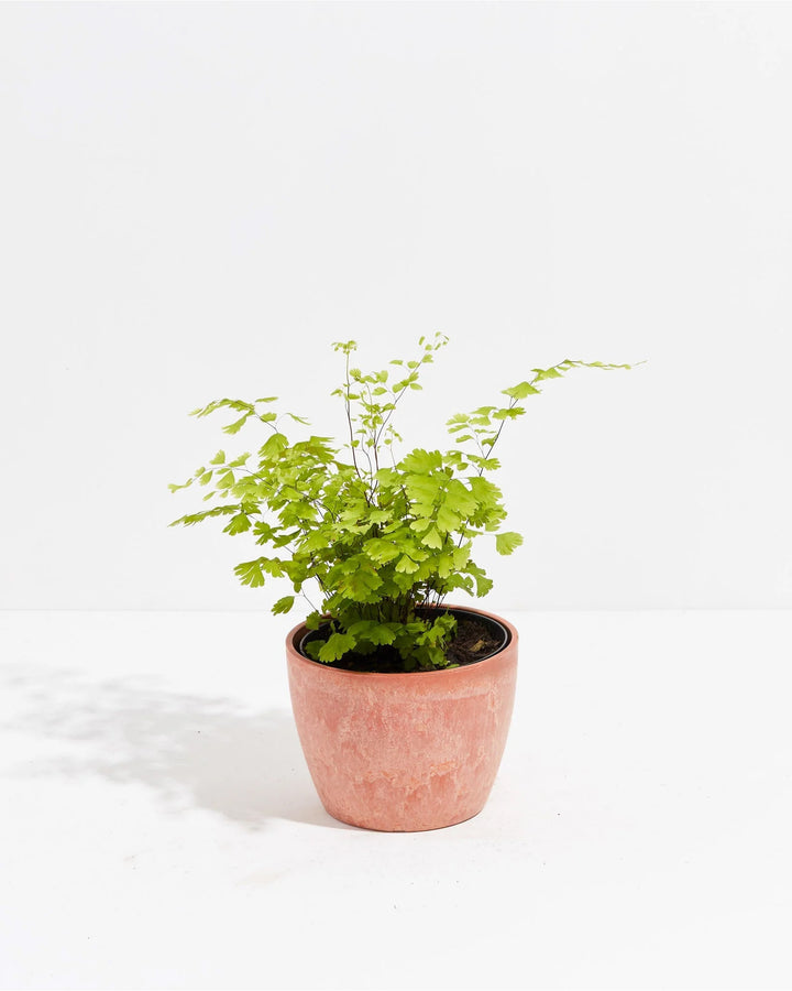 Maidenhair Fern