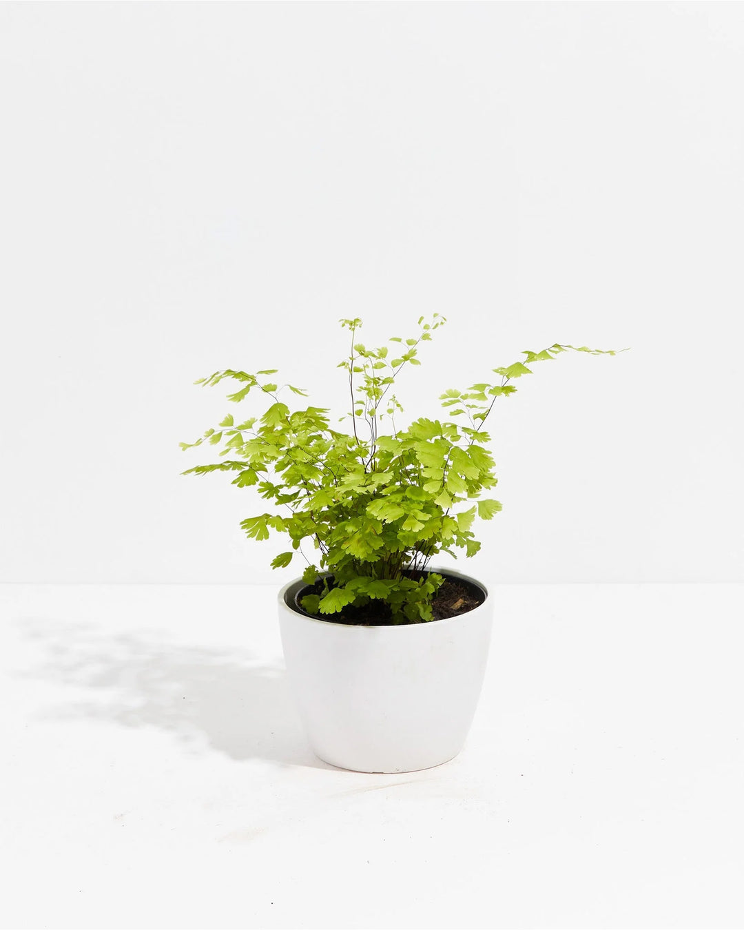 Maidenhair Fern