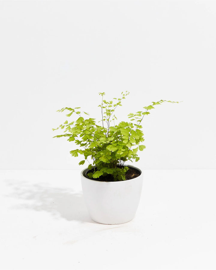 Maidenhair Fern