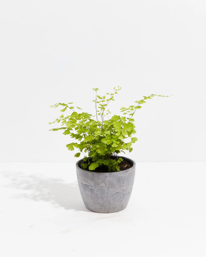 Delicate, lacy fronds fan out atop this Maidenhair Fern, set in an earl grey pot for a soft, textural houseplant look.