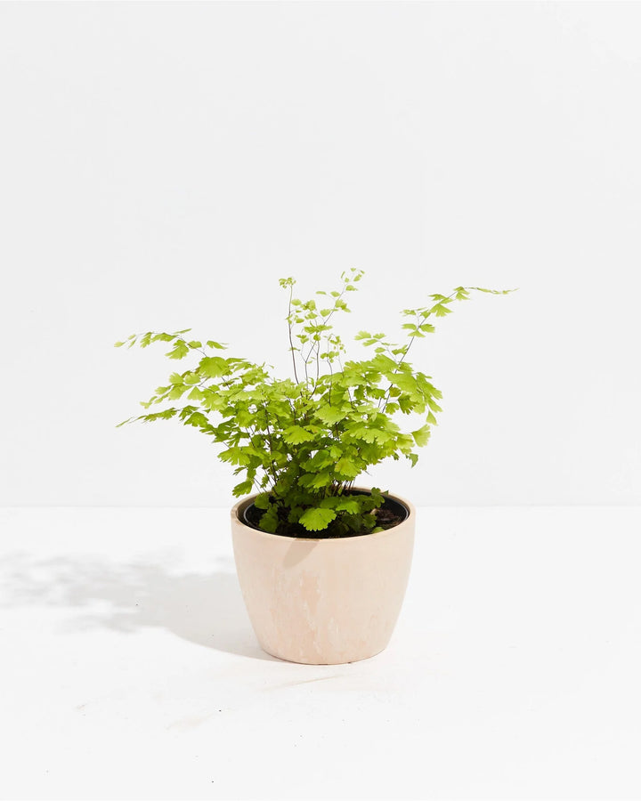 Maidenhair Fern
