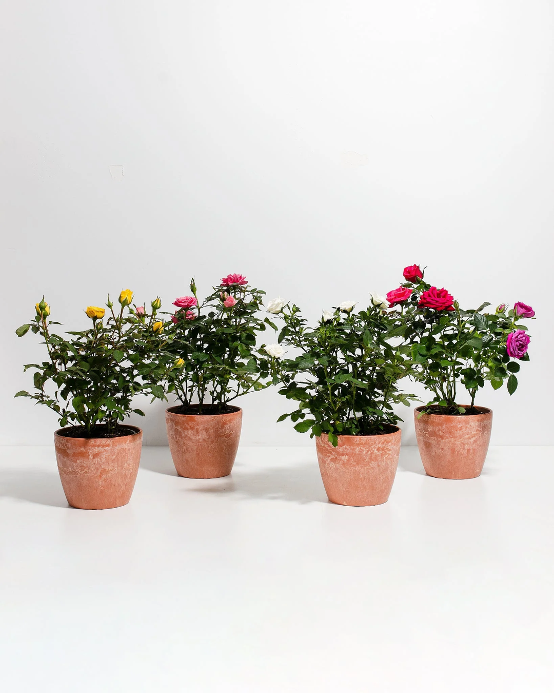 Miniature Rose 4 variety pack in coral terracotta textured planters, small flowering rose plants with dense green foliage and multiple bloom colors