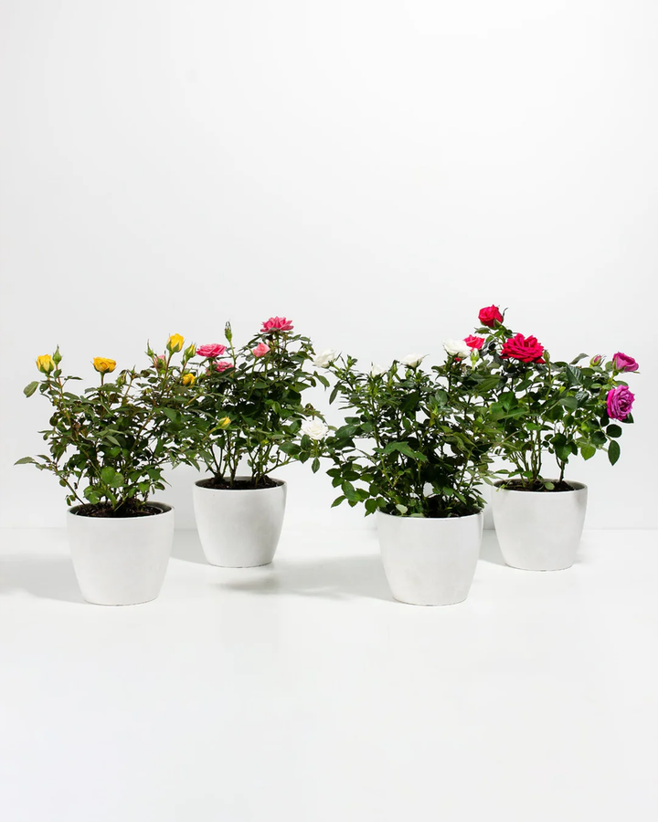 Miniature Rose 4 pack in white ceramic pots, dwarf flowering roses with varied colors including fuchsia, coral, yellow, and pink hybrid tea-style blooms