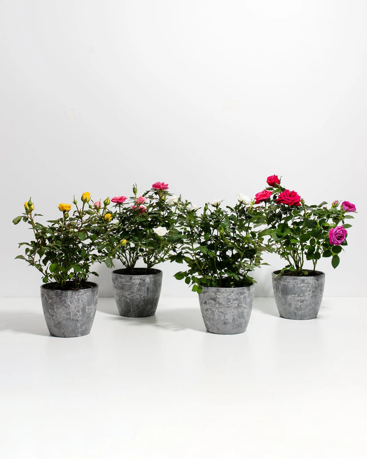 Miniature Rose collection in grey concrete weathered pots, compact potted roses with vibrant magenta, pink, yellow blooms and dark green serrated leaves
