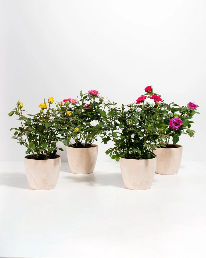 Miniature Rose collection 4 pack, assorted colors in cream ceramic pots, compact blooming rose plants with pink, yellow, magenta, and white flowers