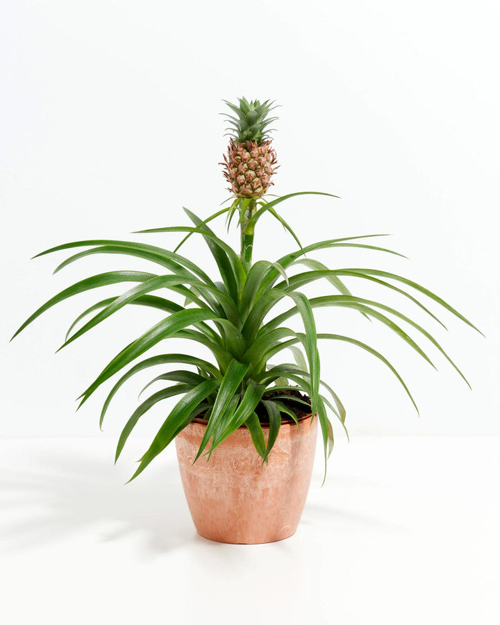 Pineapple Plant featuring a rosette of slender, arching green leaves with a single small pineapple fruit developing reddish-brown scales and a miniature crown on a tall central stem, housed in a textured, peach-colored ceramic planter with a weathered finish, centered against a clean white background.