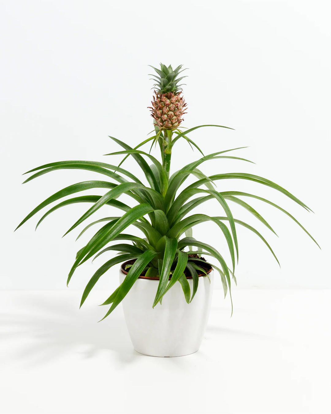 Pineapple Plant featuring a rosette of slender, arching green leaves with a single small pineapple fruit developing reddish-brown scales and a miniature crown on a tall central stem, housed in a smooth, tapered white ceramic planter, centered against a clean white background.