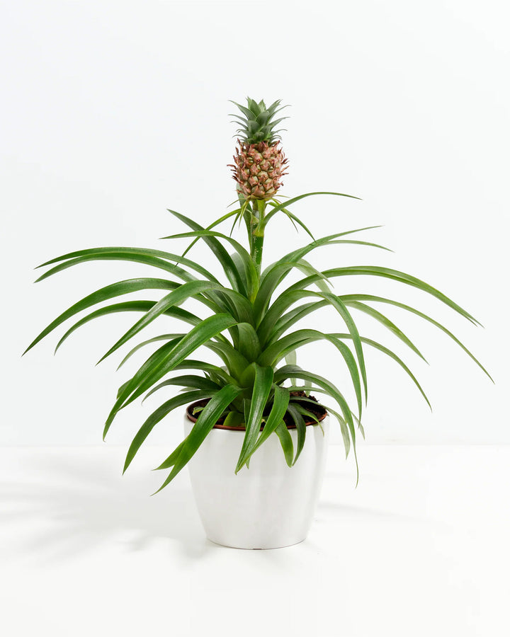 Pineapple Plant featuring a rosette of slender, arching green leaves with a single small pineapple fruit developing reddish-brown scales and a miniature crown on a tall central stem, housed in a smooth, tapered white ceramic planter, centered against a clean white background.