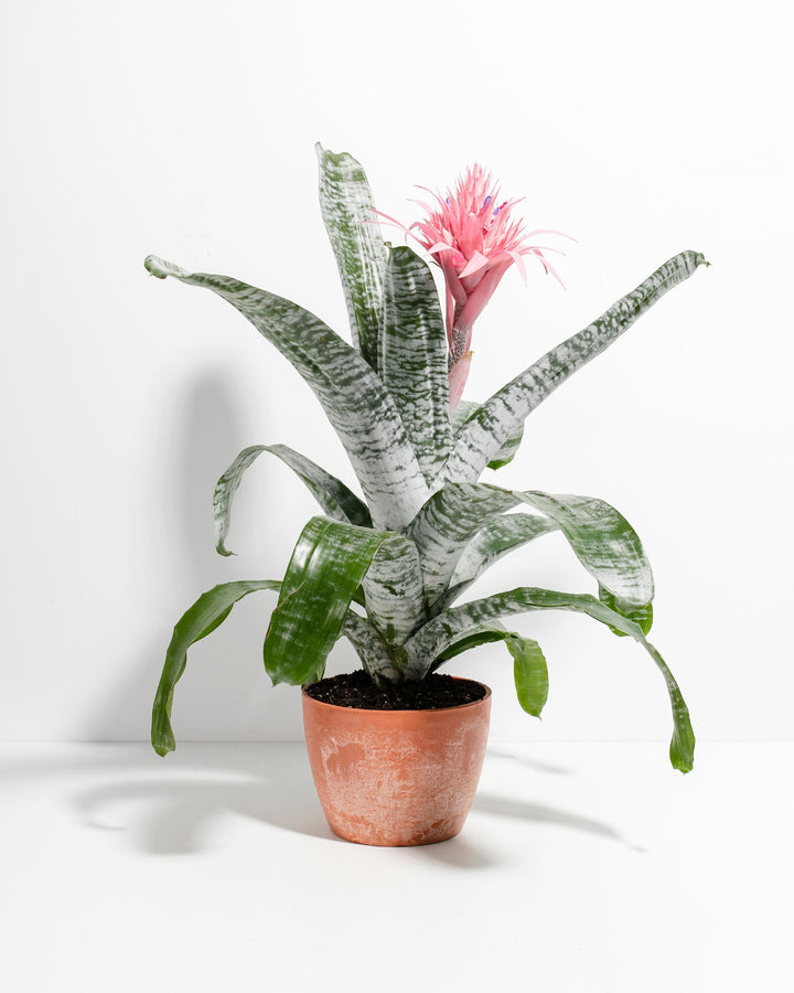 A striking Pink Aechmea Bromeliad houseplant with a large, spiky pink inflorescence growing from a central rosette of arching green leaves with distinct silver-white horizontal banding, potted in a weathered terracotta-colored ceramic planter against a solid white studio background.