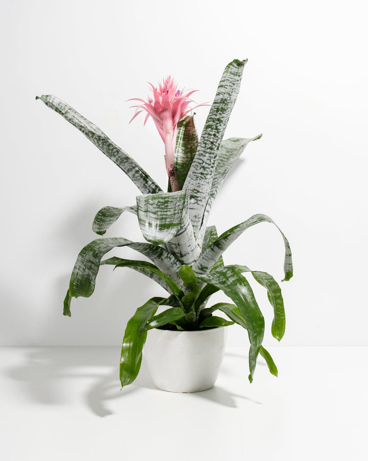 A striking Pink Aechmea Bromeliad houseplant featuring a large, spiky pink inflorescence rising from a central rosette of upright and arching green leaves with dramatic silver-white banding, potted in a smooth white ceramic planter against a solid white studio background.