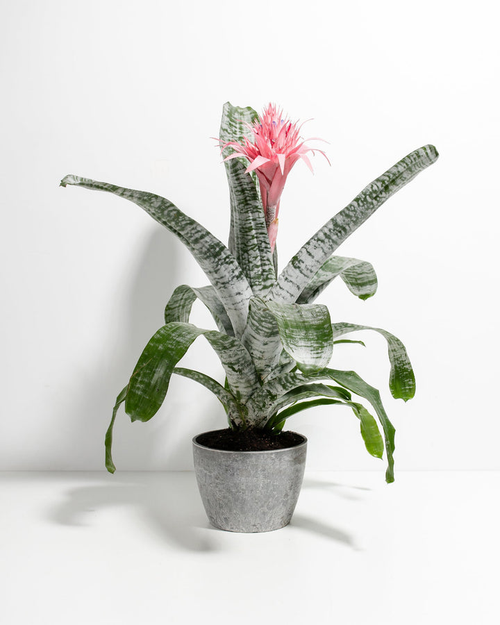A striking Pink Aechmea Bromeliad houseplant showcasing a large, spiky pink inflorescence rising from a rosette of arching, silver-banded green leaves, potted in a textured gray ceramic planter against a solid white studio background.