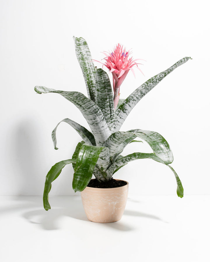 A striking Pink Aechmea Bromeliad houseplant showcasing a large, spiky pink inflorescence rising from a central rosette of upright and arching green leaves with distinct silver-white banding, potted in a smooth, light beige ceramic planter against a solid white studio background.