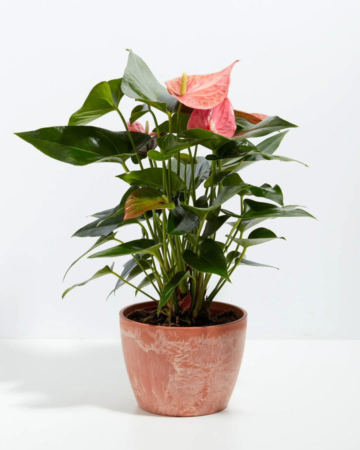 Pink Anthurium plant in a terracotta marbled ceramic pot with glossy heart-shaped green leaves and pink spathe blooms against a white background