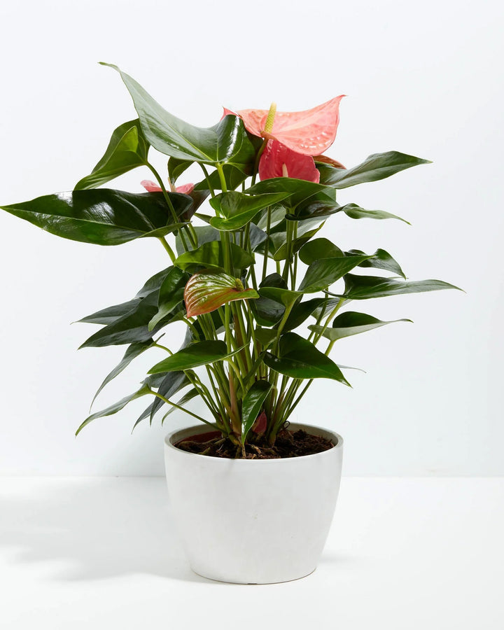 Pink Anthurium plant in a white ceramic pot with glossy heart-shaped green leaves and pink spathe blooms against a white background