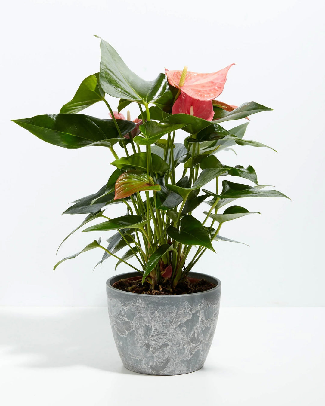 Pink Anthurium plant in a gray marbled ceramic pot with glossy heart-shaped green leaves and pink spathe blooms against a white background